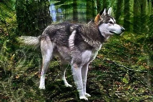 Tajfun - szczeniak w typie husky szuka domu,  mało