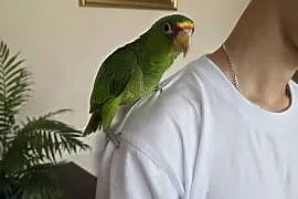 AMAZONKA BIAŁOCZELNA