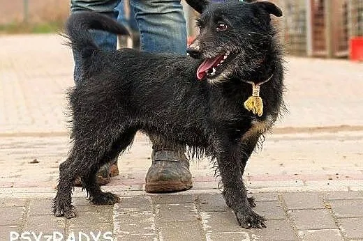 FRIKO piękny szorściak, bardzo radosny i pogodny d