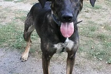 LILI - 1,5 roczna sunia już tak długo szuka domu, adoptuj!,  mazowieckie Warszawa