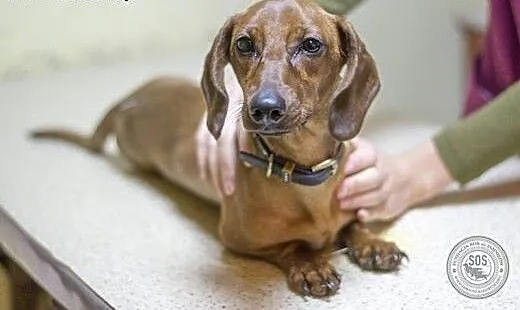 Jamniczka Sonia do adopcji, Jamnik cała Polska