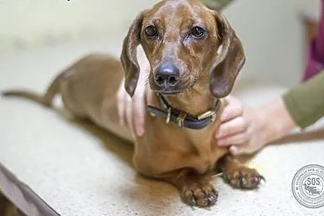 Jamniczka Sonia do adopcji,  Jamnik cała Polska