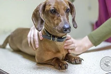 Jamniczka Sonia do adopcji,  Jamnik cała Polska