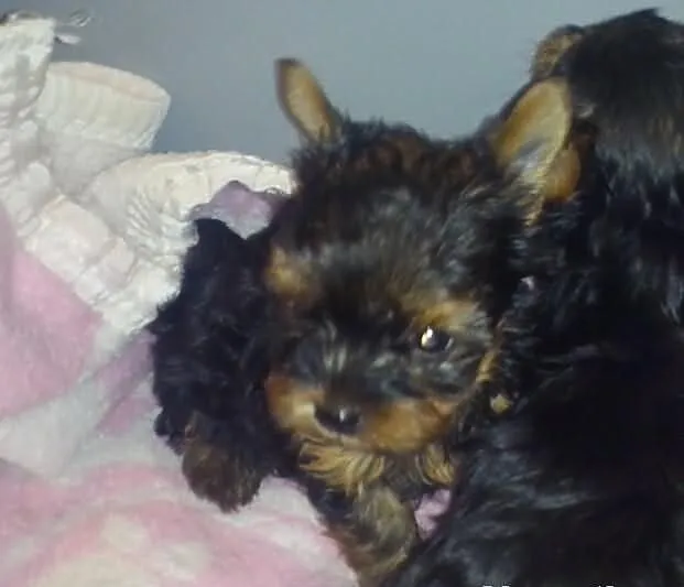 York, yorki, yorkshire terrier, york, yorki, pies,