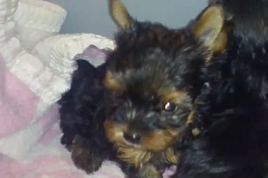 York, yorki, yorkshire terrier, york, yorki, pies,