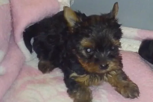 York, yorki, yorkshire terrier, york, yorki, pies,