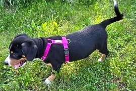 Entlebucher szczeniaczek 2.5 miesięczna suczka