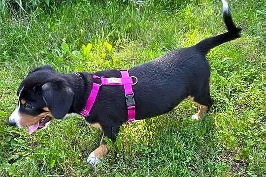 Entlebucher szczeniaczek 2.5 miesięczna suczka