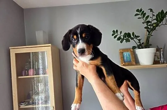 Entlebucher szczeniaczek 2.5 miesięczna suczka, Łódzkie, Łódź