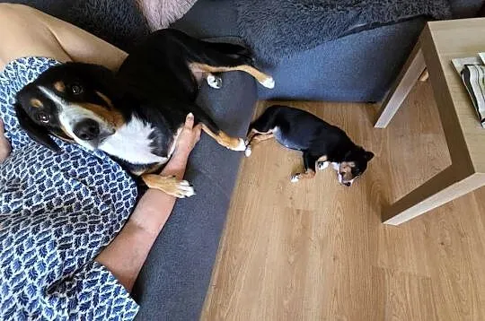 Entlebucher szczeniaczek 2.5 miesięczna suczka, Łódzkie, Łódź
