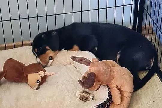 Entlebucher szczeniaczek 2.5 miesięczna suczka, Łódzkie, Łódź