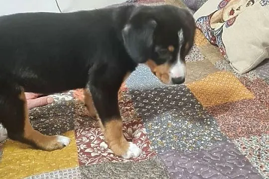 Entlebucher szczeniaczek 2.5 miesięczna suczka, Łódzkie, Łódź