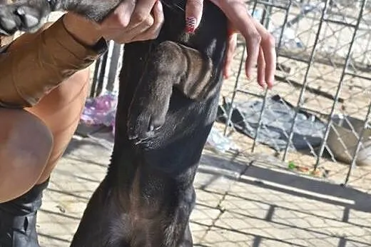 Czanti-pokochasz od zaraz,  świętokrzyskie Stąpork