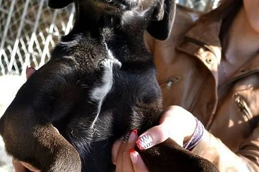 Czanti-pokochasz od zaraz,  świętokrzyskie Stąpork