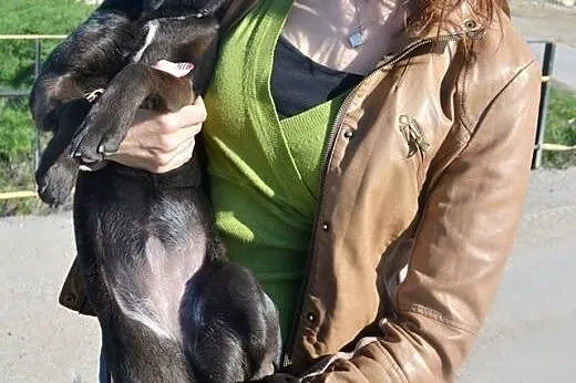 Czanti-pokochasz od zaraz,  świętokrzyskie Stąpork