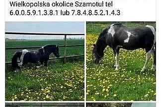 STANÓWKA Kuc  ogier 120 cm wzrostu posada licencje