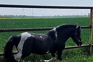 STANÓWKA Kuc  ogier 120 cm wzrostu posada licencje, Wielkopolskie, Obrzycko