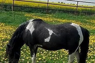 STANÓWKA Kuc  ogier 120 cm wzrostu posada licencje, Wielkopolskie, Obrzycko