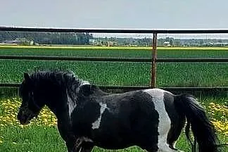 STANÓWKA Kuc  ogier 120 cm wzrostu posada licencje, Wielkopolskie, Obrzycko