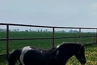STANÓWKA Kuc  ogier 120 cm wzrostu posada licencje, Wielkopolskie, Obrzycko