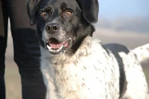 Prins młody, energiczny jak labrador łagodny pies ADOPCJA,  małopolskie Kraków