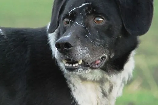 Prins młody, energiczny jak labrador łagodny pies 