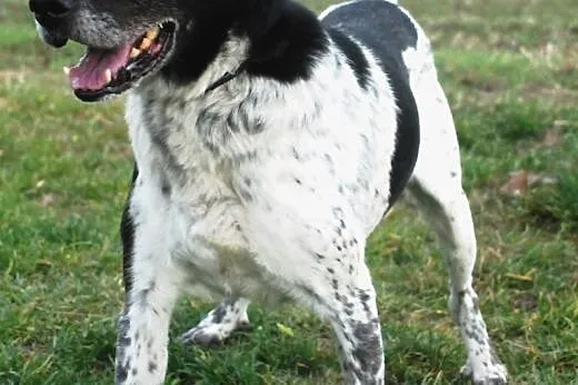 Prins młody, energiczny jak labrador łagodny pies 