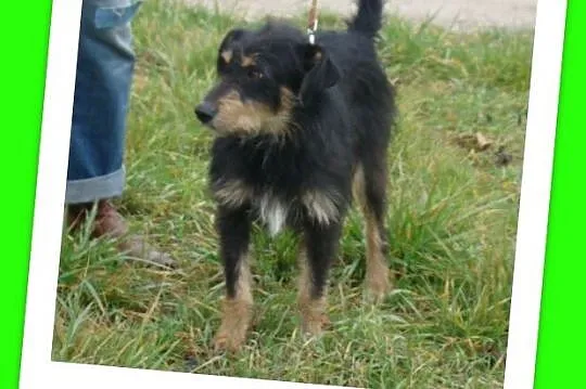 TERIK-dwuletni psiak w typie teriera, przyjazny,wesoły,waga 10 kg_Adopcja_