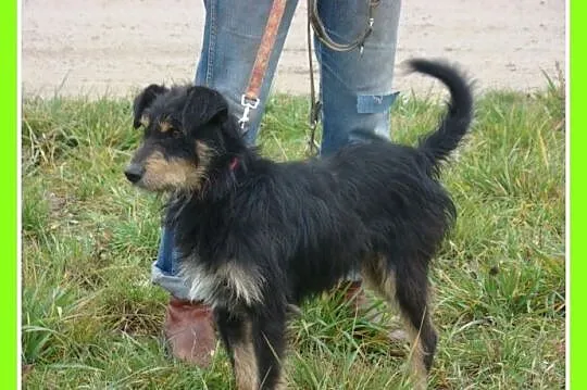 TERIK-dwuletni psiak w typie teriera, przyjazny,we