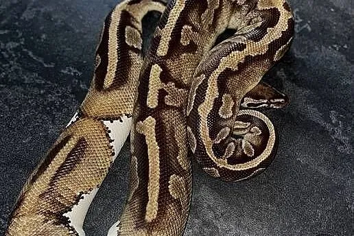 Pyton królewski - dorosła samica - Leopard Pied, Wielkopolskie, Poznań