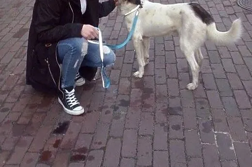 Nie pozwól by znów trafił do schroniska :( pomóż b