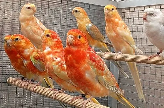 Świergotki Orange