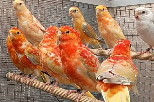 Świergotki Orange, Dolnośląskie, Kąty Wrocławskie