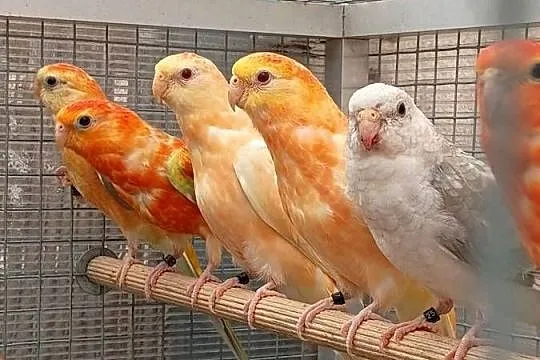 Świergotki Orange, Dolnośląskie, Kąty Wrocławskie