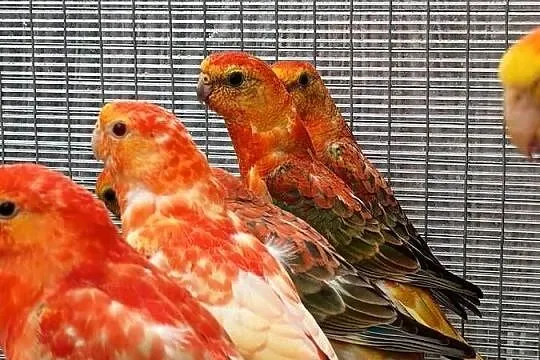 Świergotki Orange, Dolnośląskie, Kąty Wrocławskie