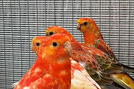 Świergotki Orange, Dolnośląskie, Kąty Wrocławskie