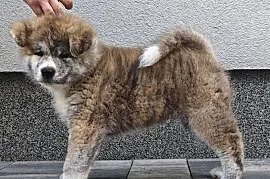 Akita Inu FCI szczenie