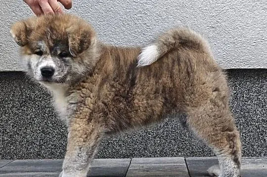 Akita Inu FCI szczenie