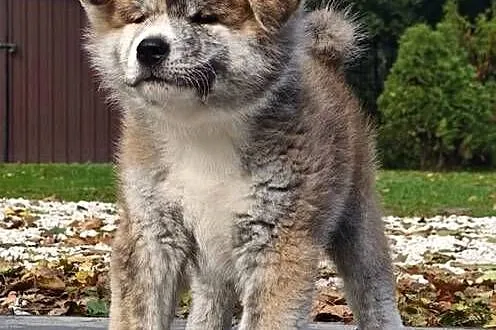 Akita Inu FCI szczenie, Kujawsko-pomorskie, Buczkowo
