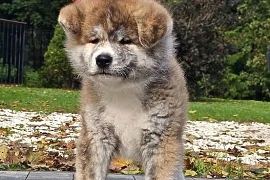 Akita Inu FCI szczenie, Kujawsko-pomorskie, Buczkowo