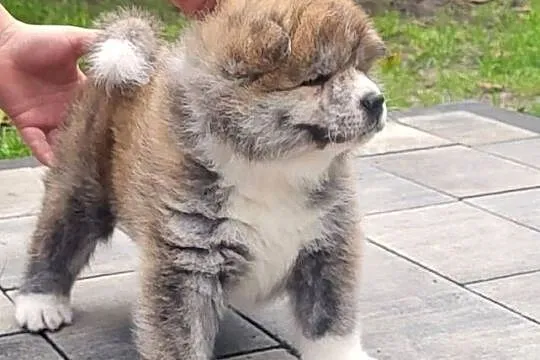 Akita Inu FCI szczenie, Kujawsko-pomorskie, Buczkowo