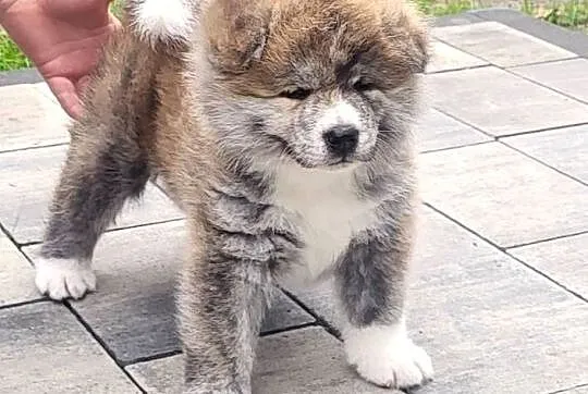 Akita Inu FCI szczenie, Kujawsko-pomorskie, Buczkowo