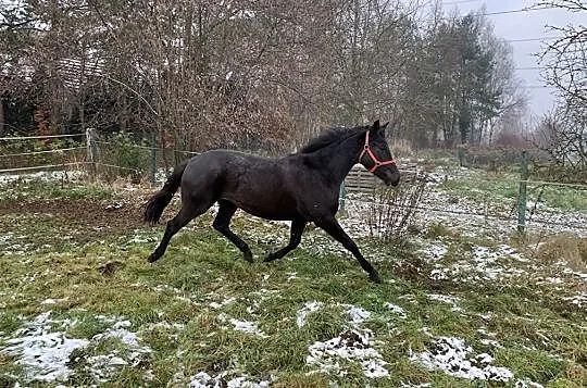 Szukam konia do dzierżawy, doświadczona osoba, , 