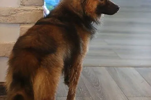 LISEK - z pewnością nie chytrusek - odda Ci serce,