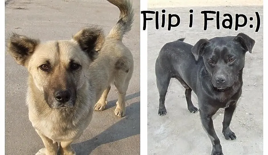 Dwaj sympatyczni panowie ;) do adopcji razem lub o
