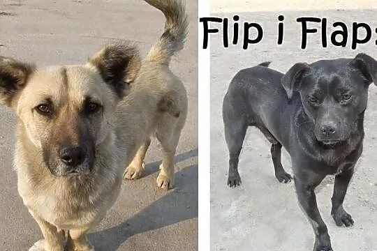 Dwaj sympatyczni panowie ;) do adopcji razem lub o