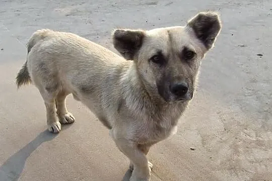 Dwaj sympatyczni panowie ;) do adopcji razem lub o
