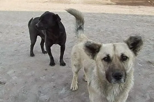 Dwaj sympatyczni panowie ;) do adopcji razem lub o
