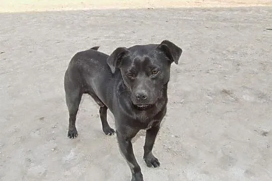 Dwaj sympatyczni panowie ;) do adopcji razem lub o