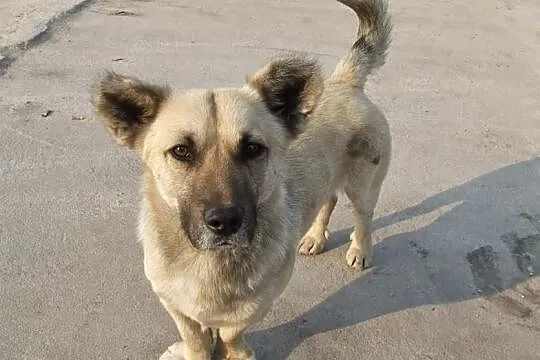 Dwaj sympatyczni panowie ;) do adopcji razem lub o